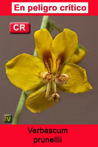 Verbascum prunellii