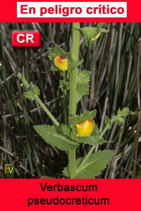 Verbascum pseudocreticum