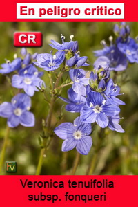 Veronica tenuifolia fontqueri