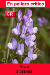 Vicia altissima