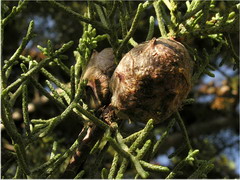 Cuptresussus_sempervirens