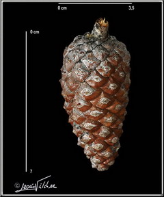 Pinus_halapensis