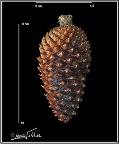 Pinus_ponderosa