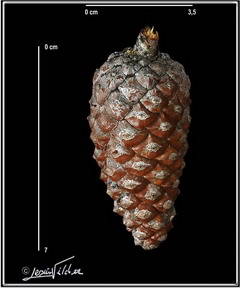 Pinus_sylvestris