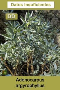 Adenocarpus argyrophyllus