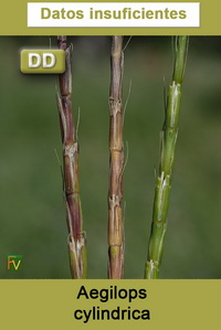 Aegilops cylindrica