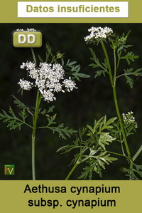 Aethusa cynapium cynapium