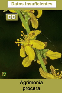 Agrimonia procera