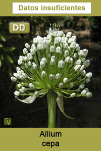 Allium cepa