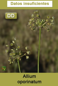 Allium oporinatum
