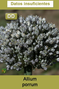 Allium porrum