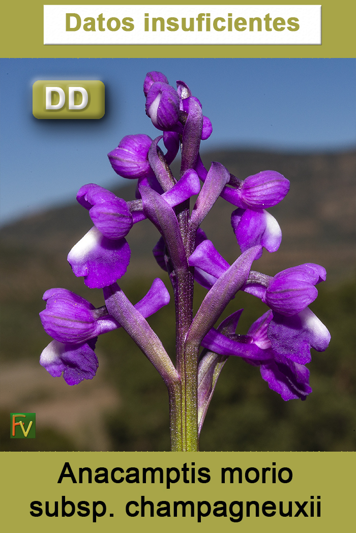 Anacamptis morio champagneuxii