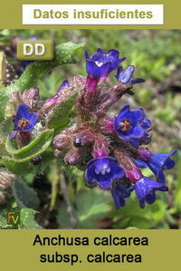 Anchusa calcarea calcarea