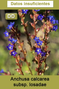 Anchusa calcarea losadae