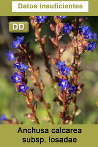 Anchusa calcarea losadae