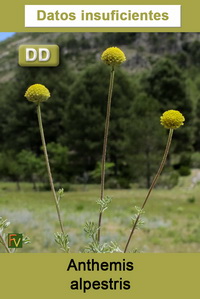 Anthemis alpestris