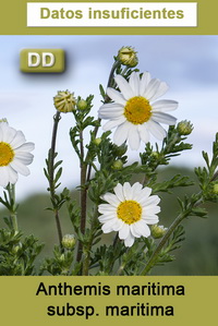 Anthemis maritima maritima