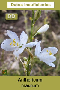 Anthericum maurum