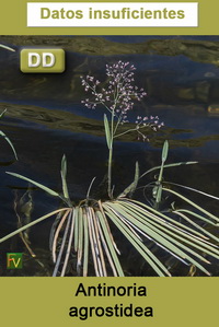 Antinoria agrostidea