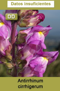 Antirrhinum cirrhigerum