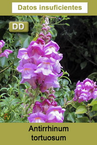 Antirrhinum tortuosum