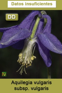 Aquilegia vulgaris vulgaris