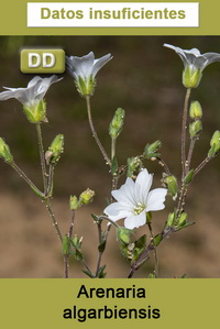 Arenaria algarbiensis