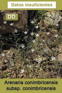 Arenaria conimbricensis conimbricensis