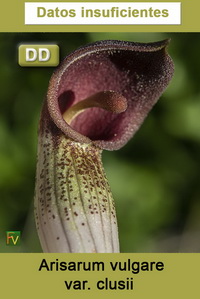 Arisarum vulgare clusii