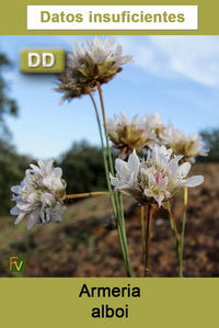 Armeria alboi
