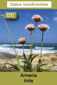 Armeria hirta