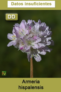 Armeria hispalensis