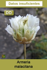 Armeria malacitana