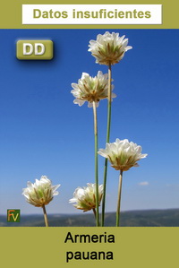 Armeria pauana