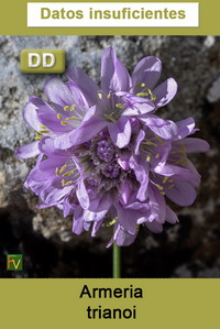 Armeria trianoi