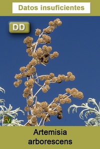 Artemisia arborescens