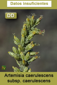 Artemisia caerulescens caerulescens