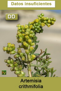 Artemisia crithmifolia