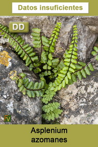Asplenium azomanes