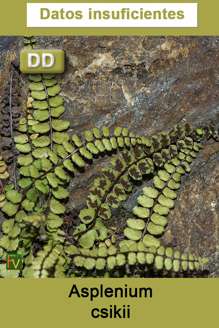 Asplenium csikii