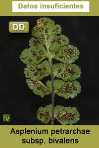 Asplenium petrarchae bivalens