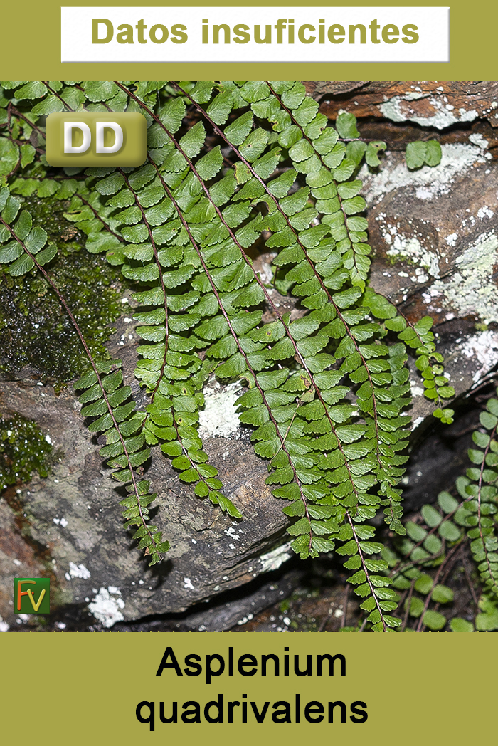 Asplenium quadrivalens