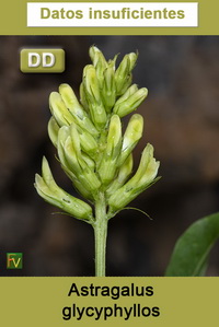 Astragalus glycyphyllos