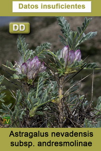 Astragalus nevadensis andresmolinae