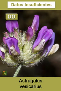Astragalus vesicarius