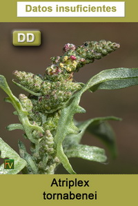 Atriplex tornabenei