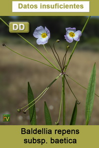 Baldellia repens baetica