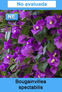 Bougainvillea spectabilis