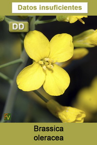 Brassica oleracea