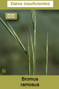 Bromus ramosus